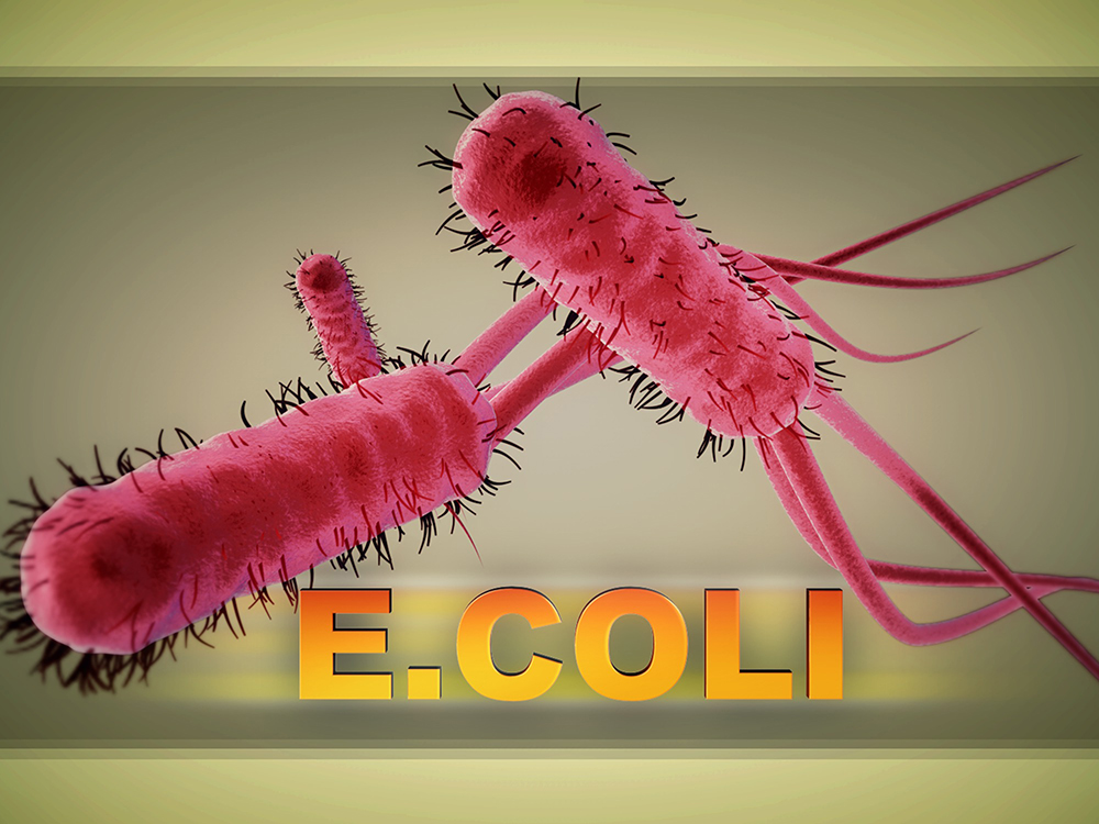 bacteria-ecoli