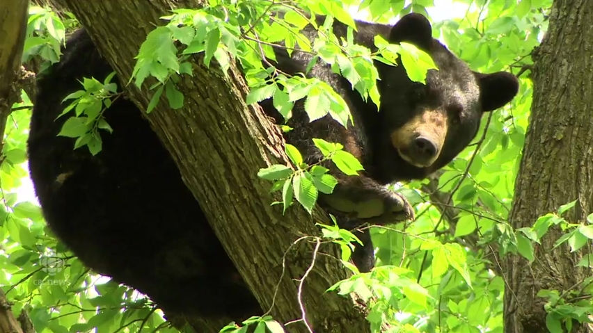 Matan otro oso negro que llegó hasta una ciudad en Canadá