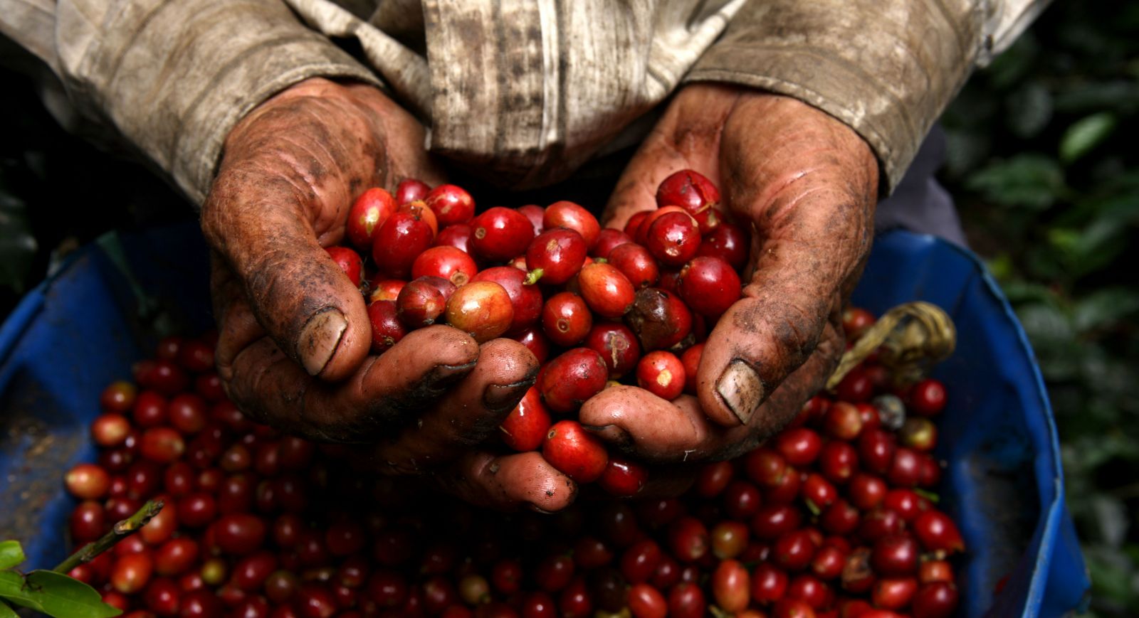 Por los bajos precios que pagan multinacionales, Colombia no venderá café