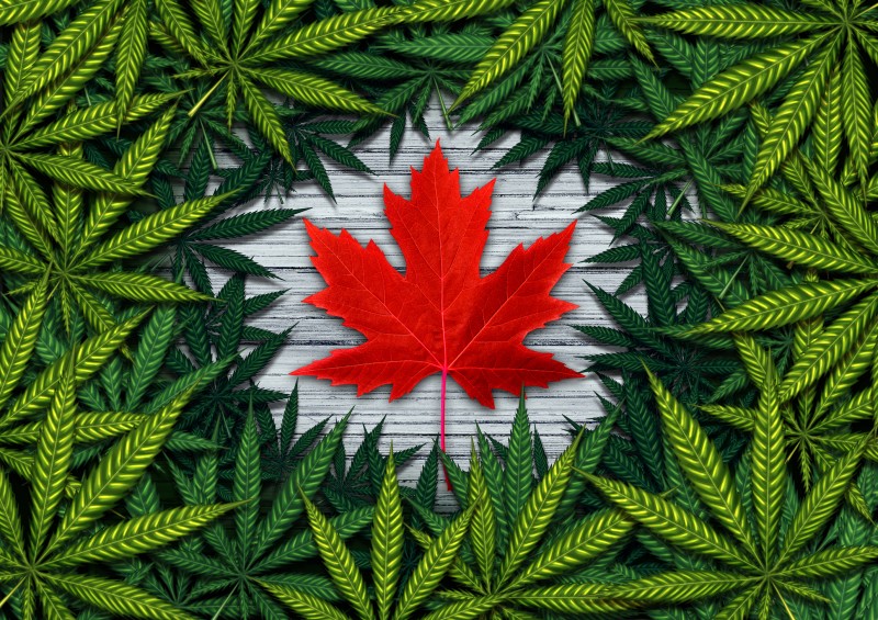 Para suplir mercado interno, empresas de Canadá comprarán marihuana a Colombia