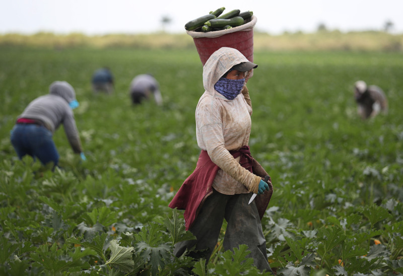 Trabajadores agrícolas de Ontario, en su mayoría mexicanos, en grave riesgo por coronavirus 