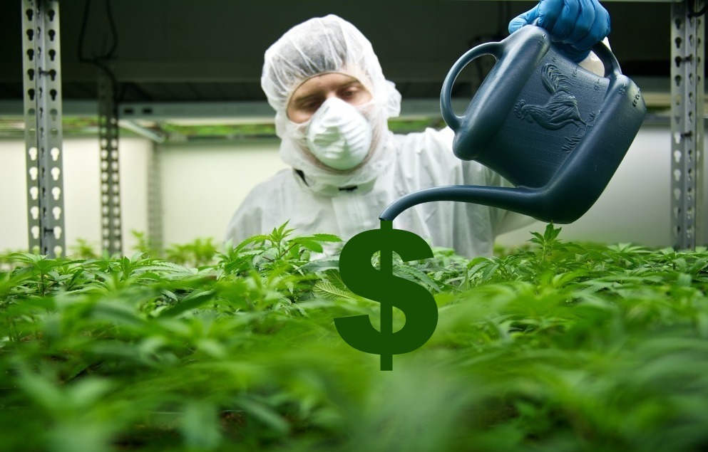 El millonario negocio de la marihuana de Canadá, no es tan prospero como se esperaba