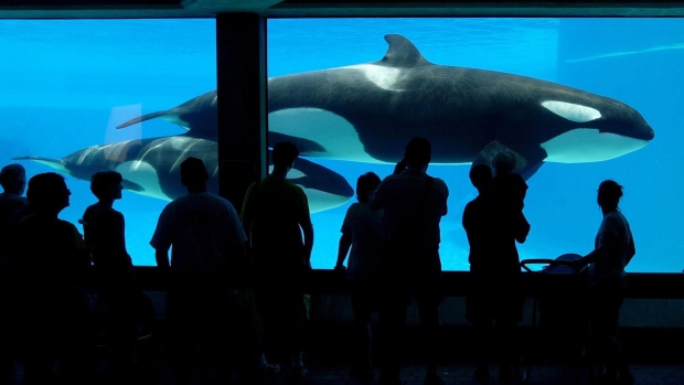 Canadá prohíbe cazar y mantener ballenas y delfines en cautiverio 