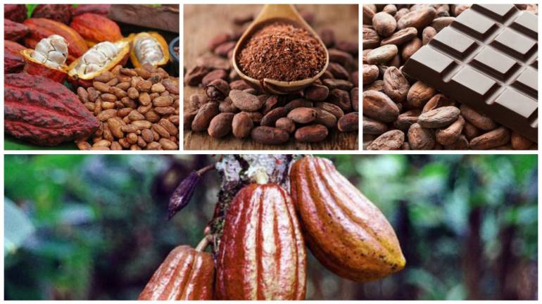 Canadá apoyará a campesinos productores de cacao en Colombia 