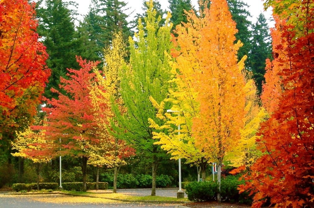 Los 10 mejores lugares para ver el hermoso colorido del otoño en Toronto