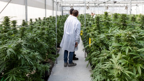 Empresa de marihuana en Canadá debe destruir gran parte de su producción 