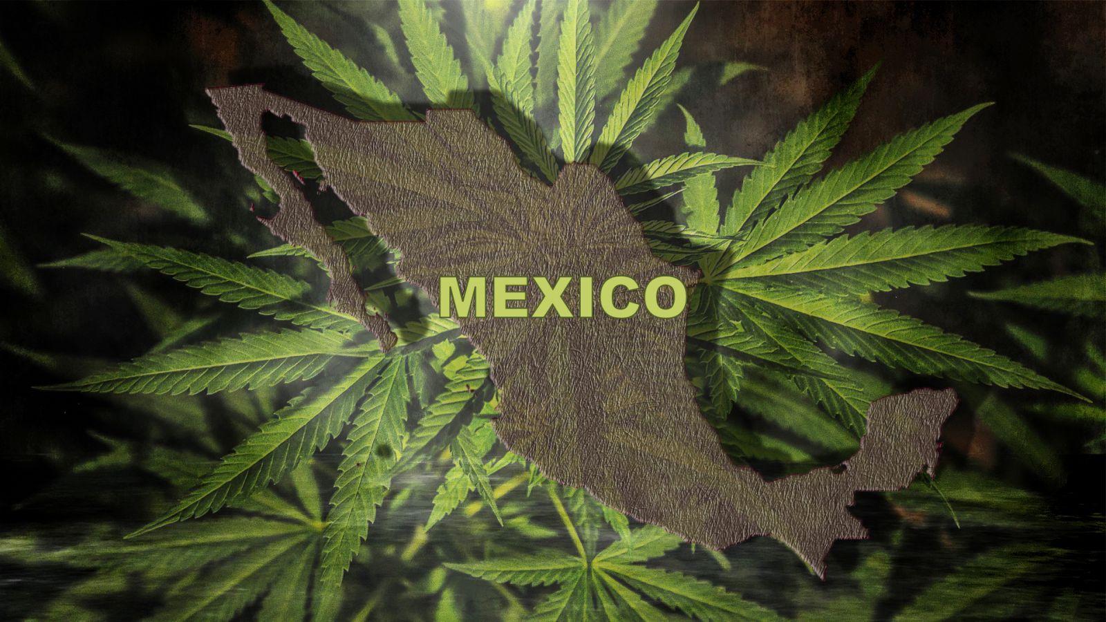 La Cámara de Diputados México aprueba uso recreativo de la marihuana y su producción 