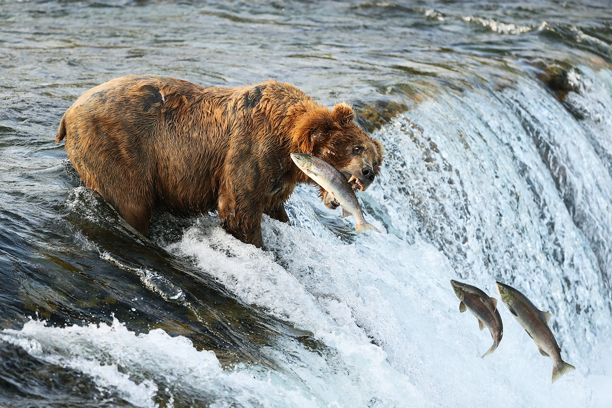 Calentamiento global está acabando con los osos y el salmón en Canadá 