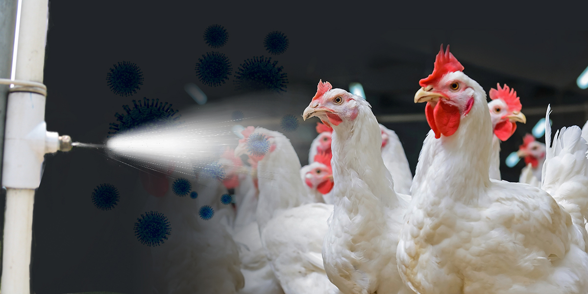 Cuidado con la gripe aviar, está de vuelta a Canadá 