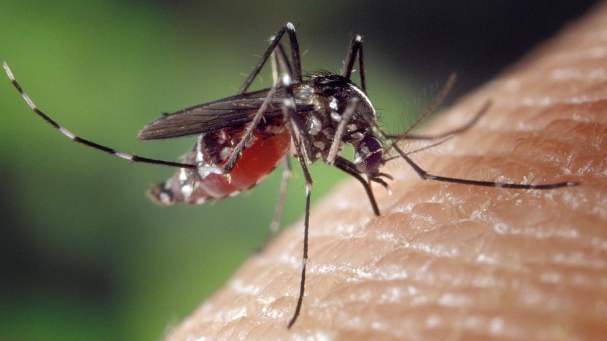 Health Public confirma el primer caso del virus del Nilo en Toronto para el 2020 